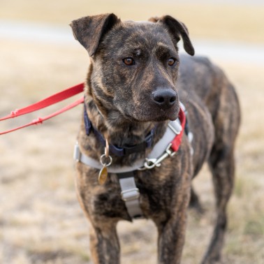 Lost and Found Animals | Calgary Humane Society