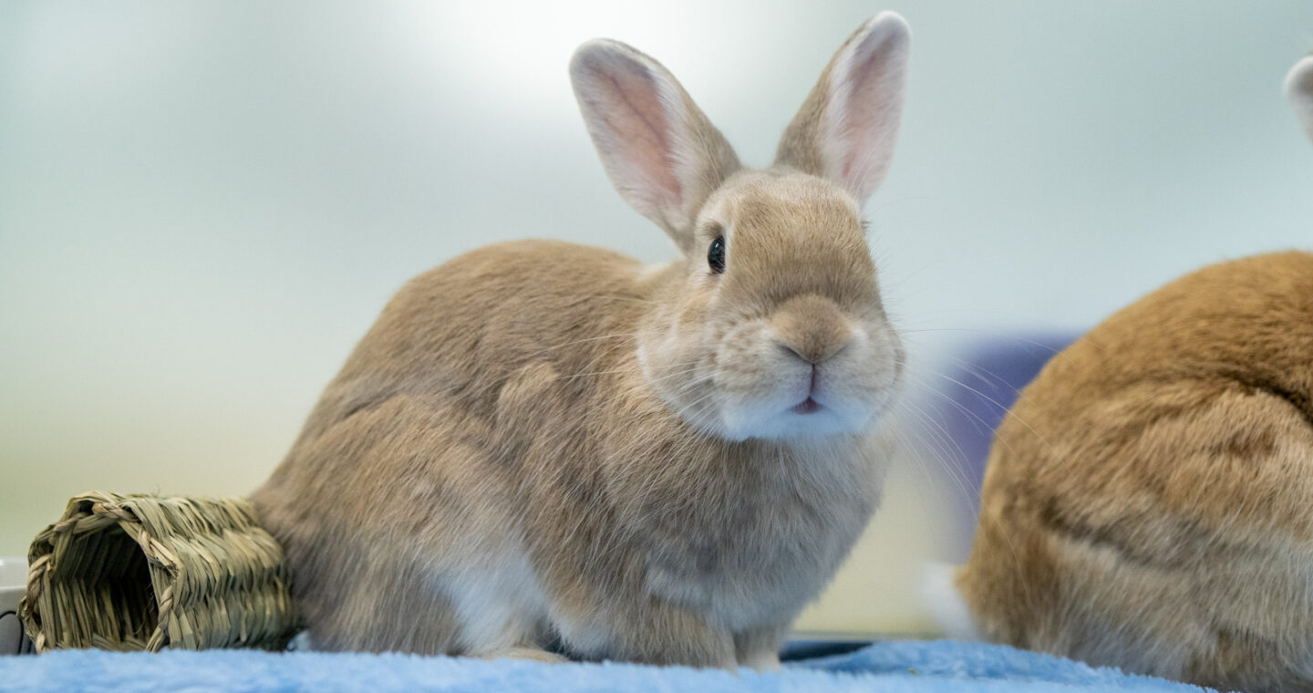 Light brown bunny sitting on blanket