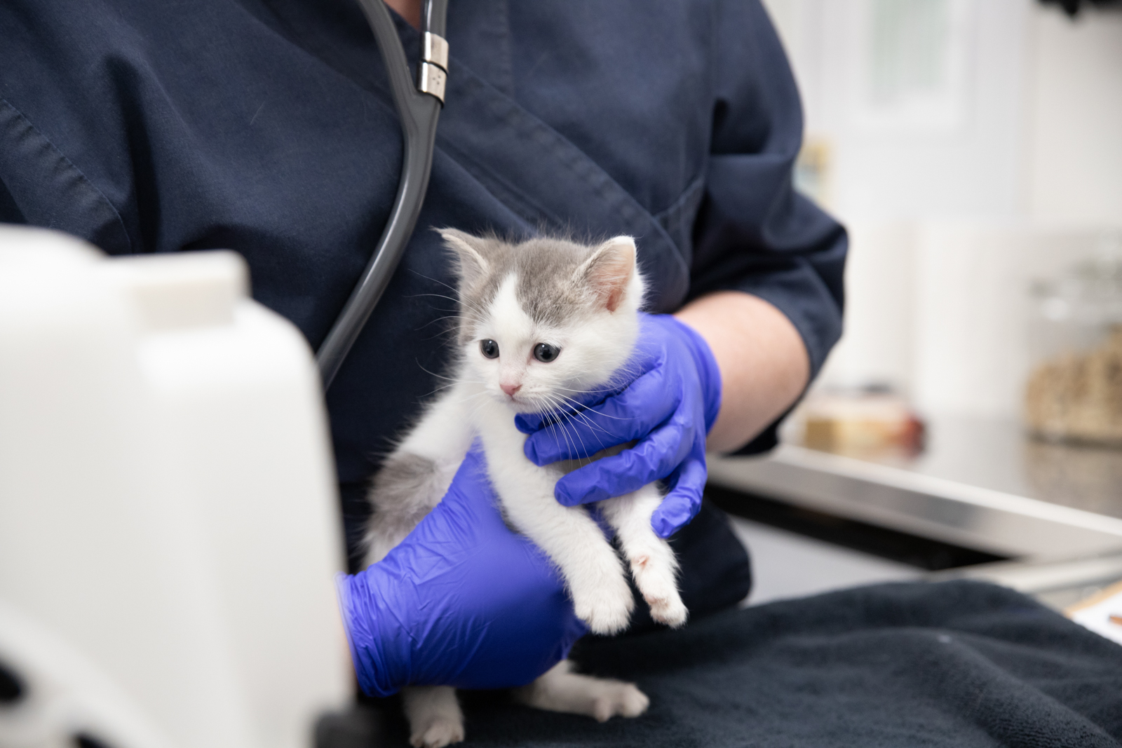 Vet wearing medical gloves holds small kitten