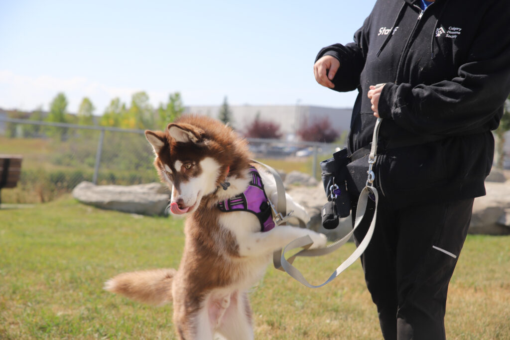 Woman walking husky dog wearing a harness