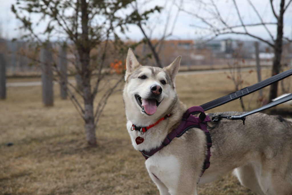 Dog on leash in park