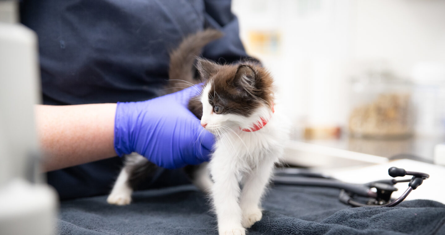 Vet wearing medical gloves holding small white kitten on table