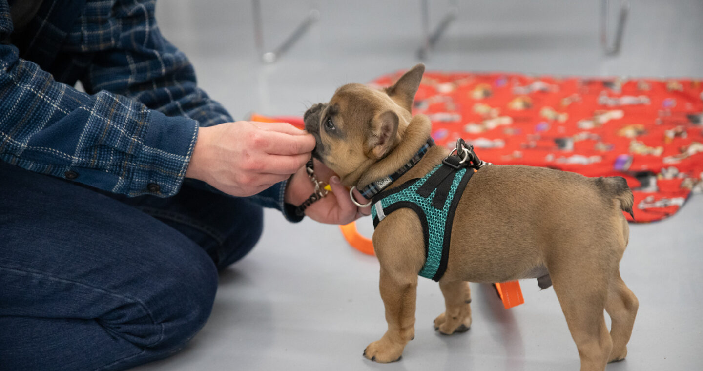 Man pets small puppy in harness