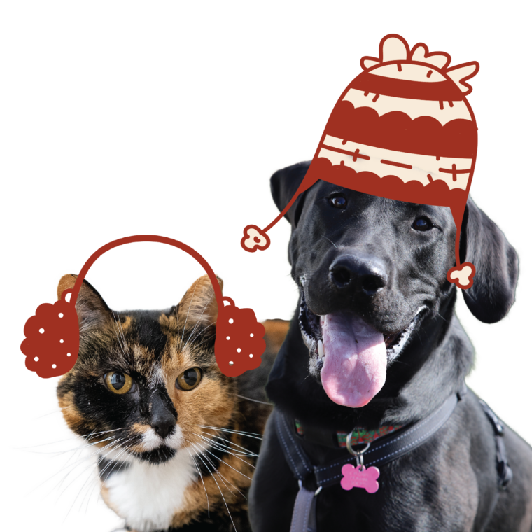 Image of a black dog and a black and orange cat with an illustrated red hat and earmuffs.