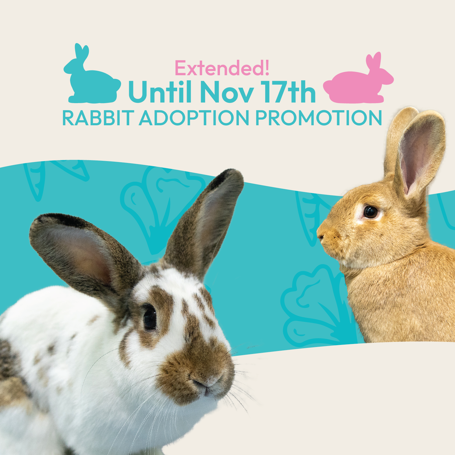 Rabbit Adoption Event