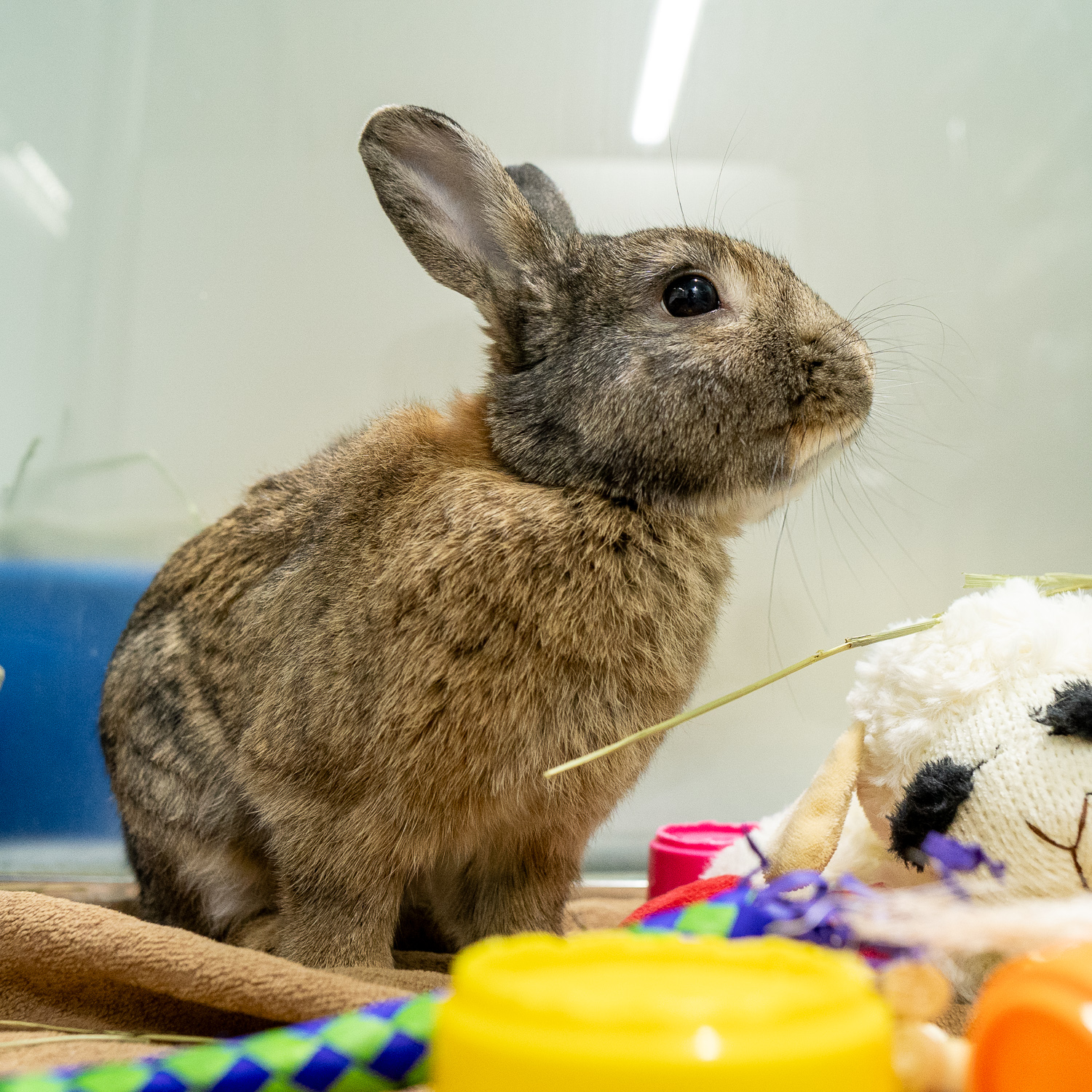 Somebunny to Love: Why Adopted Rabbits are a Hare Above the Rest!